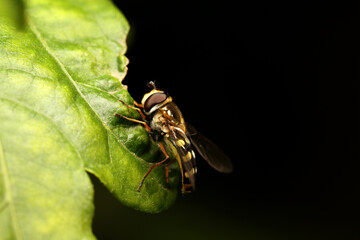 Migrant Hoverfly - Eupeodes corollae.