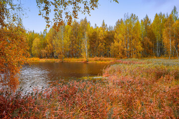 Autumn natural background. Cool windy morning by the lake. Yellow and red leaves of trees. A pond overgrown with grass.