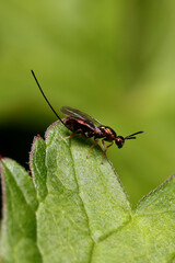 Chalcid wasp - Torymus bedeguaris