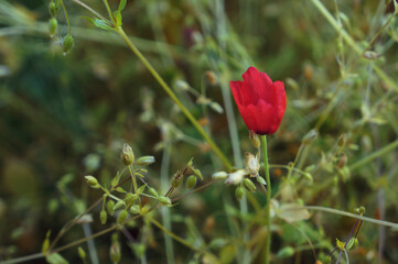 one red flower in a field