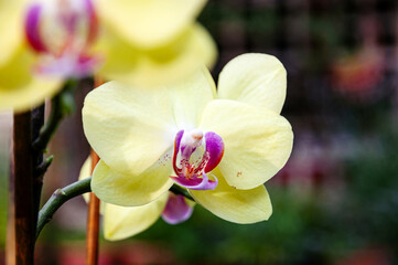 Yellow orchid flower in the garden