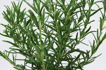 Fototapeta premium Rosemary plant growing in pot isolated on white background. Rosemary leaves isolated on white background. Rosemary 