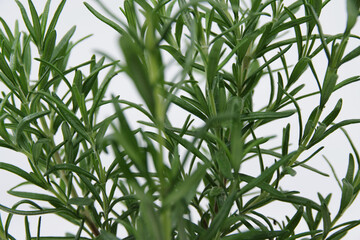 Rosemary plant growing in pot isolated on white background. Rosemary leaves isolated on white background. Rosemary 