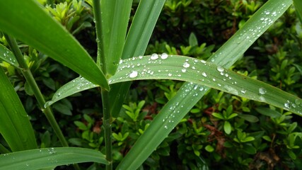 水滴が数滴、葉に乗った風景