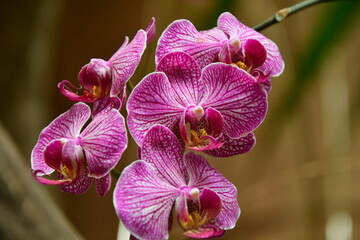 ORQUÍDEA