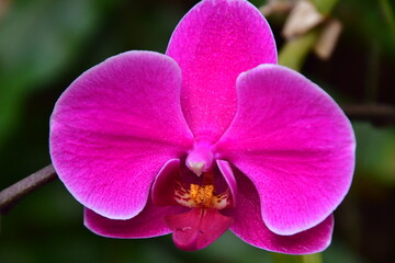 ORQUÍDEA