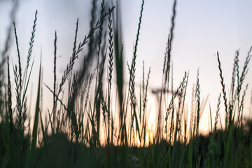 Bright summer sunrise in the  green field of spikelets