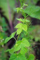 Fototapeta premium The common hop (lat. Humulus lupulus), of the family Cannabaceae.