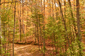 Autumn foliage in a forest