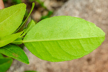 Closeup Of The Abaxial Surface Of Key Lime Leaf