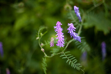 Flower in the garden. Garden plants.