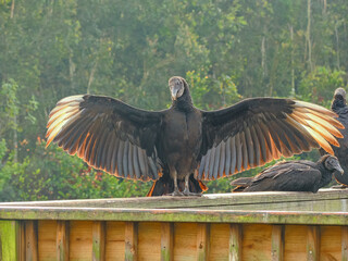 Turkey vultures with wings outstretched