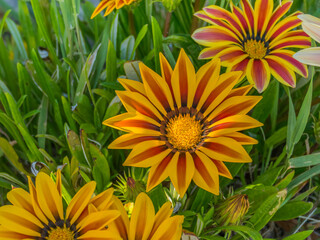 treasure flower gazania rigens with sunlight