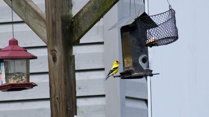 Bird Feed With a Yellow Goldfinch