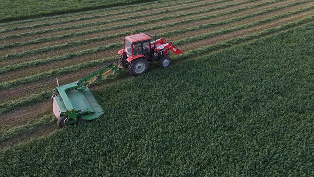 Red agricultural tractor harvesting green clover in center of large field in summer on sunny day aerial view drone turn. Agricultural transport travels slowly across field at sunset. Top view