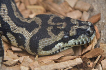 SERPIENTE