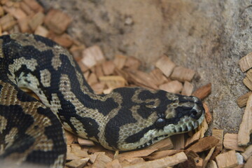 SERPIENTE