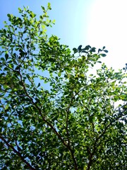 green leaves on blue sky background