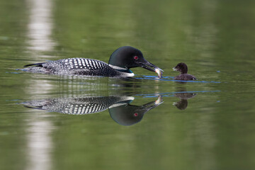 common loon or great northern diver (Gavia immer) with baby