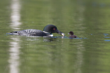 common loon or great northern diver (Gavia immer) with baby