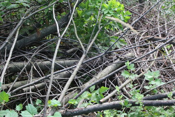 lizard in the grass