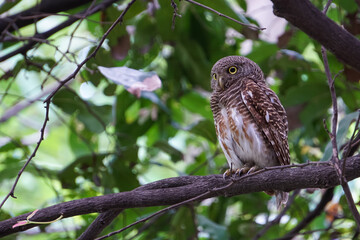 A beautiful owl standing on a large tree.
