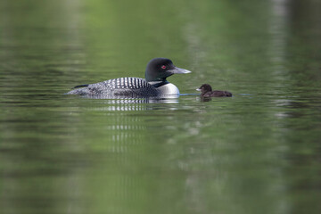 common loon or great northern diver (Gavia immer) with baby