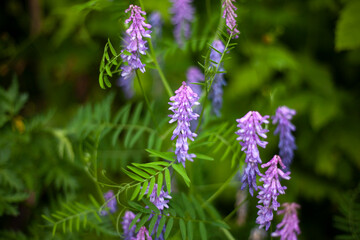 Flower in the garden. Garden plants.