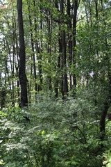 footpath in the forest