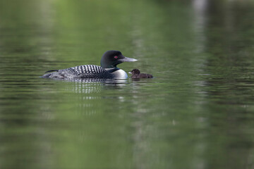 common loon or great northern diver (Gavia immer) with baby