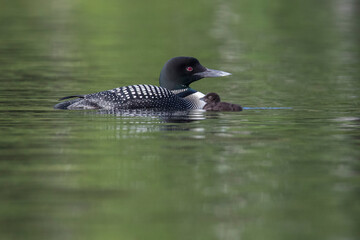 common loon or great northern diver (Gavia immer) with baby