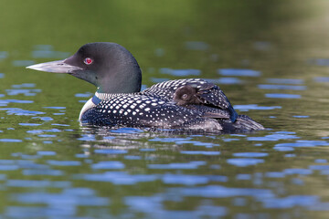 common loon or great northern diver (Gavia immer) with baby © Mircea Costina