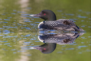 common loon or great northern diver (Gavia immer) with baby