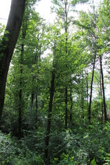 forest in the morning