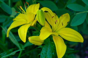 Fototapeta premium Yellow Daylilies 2