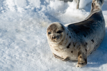 A large harp seal rolls on its fat belly on an ice pan.  The seal has snow on its face and side. ...
