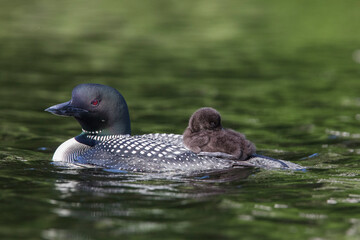 common loon or great northern diver (Gavia immer) with baby