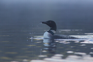 common loon in summer, Quebec, Canada