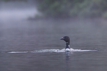 common loon in summer, Quebec, Canada