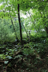 Obraz premium green forest in the morning