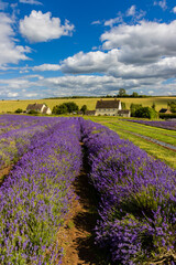 Fototapeta na wymiar Beautiful Lavender fields