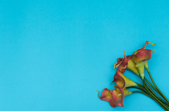 calla lily flower on a bloue backgroung