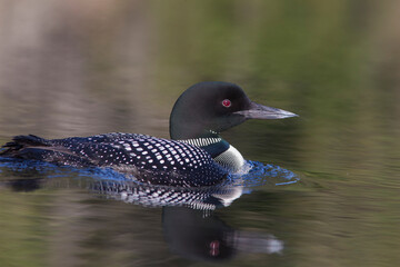 common loon in summer, Quebec, Canada