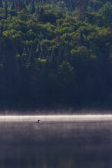 Obraz na płótnie Canvas common loon in summer, Quebec, Canada