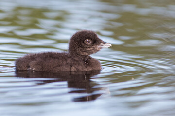 common loon or great northern diver (Gavia immer) baby