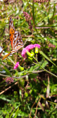 butterfly on a flower