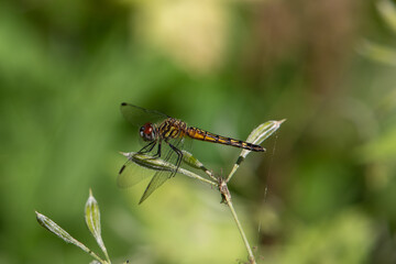 Blue Dasher