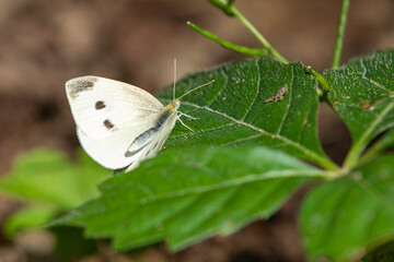 Cabbage White