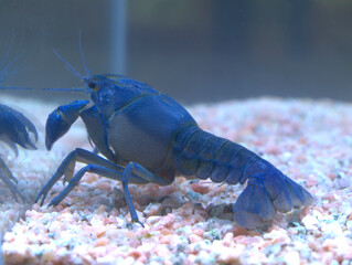 青いザリガニ