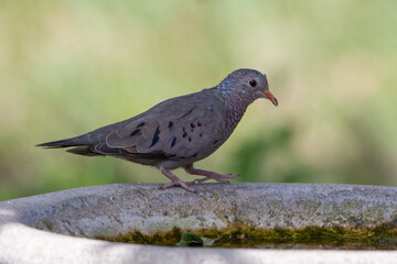 Common ground dove standing on the edge of a bird bath. 
